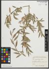 Foto von Salix pycnostachya Andersson